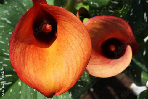 Calla_zantedeschia_albomaculata photo