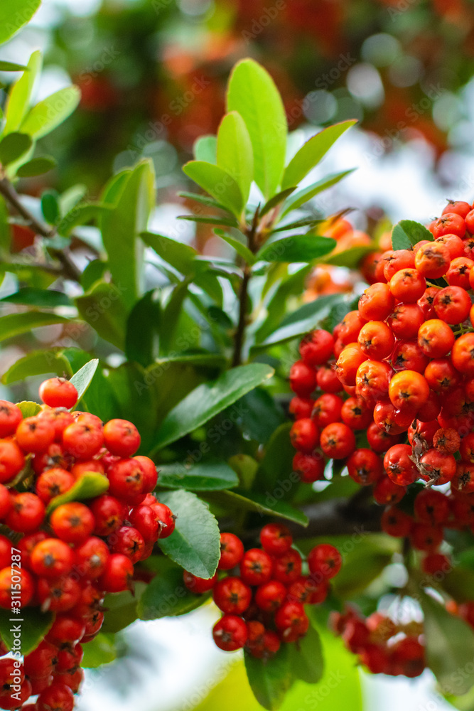 Pyracantha bush with bright orange berries on the sea coast, a wonderful organic antioxidant for health and beauty. Autumn nature background.
