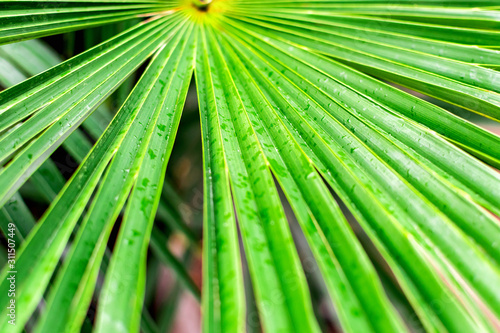 Large tropical dense green leaf of a palm tree branch closeup in the jungle  background texture with lines arranged horizontally with copy space.