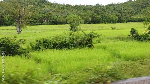 Lush Jungle Travel Madagascar