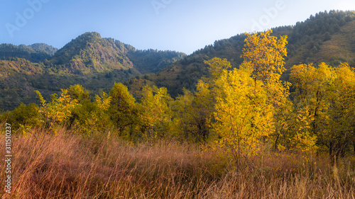 Layers of autumn colours in the Zabarwan Range in Srinagar  Kashmir