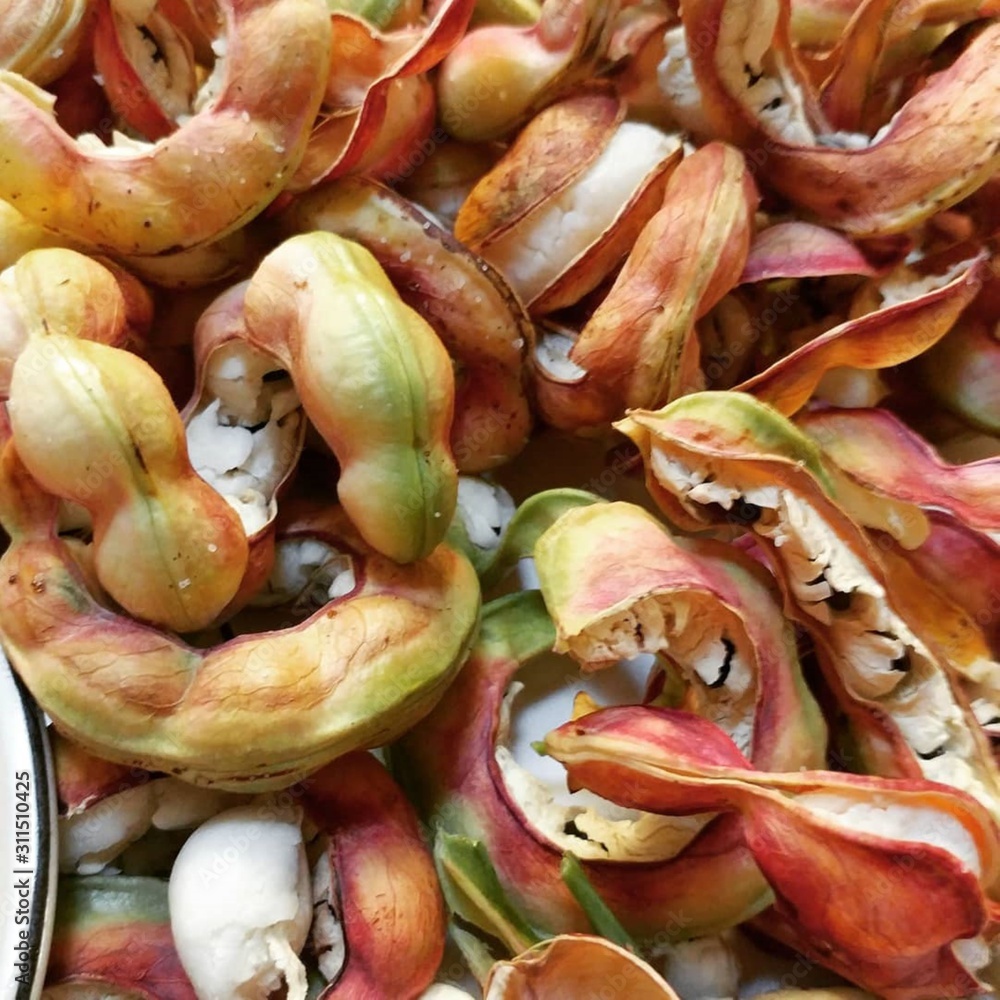 Guamuchil Images – Browse 55 Stock Photos, Vectors, and Video | Adobe Stock, image size:1000x1000