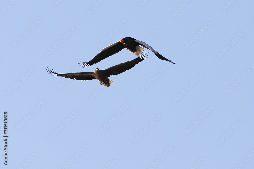 Two eagles flying in blue sky close to each other. White-tailed eagle (Haliaeetus albicilla) and Steller's sea eagle (Haliaeetus pelagicus) hunting together. Giant wild birds of prey in nature. Two eagles flying in blue sky close to each other. White-tailed eagle (Haliaeetus albicilla) and Steller's sea eagle (Haliaeetus pelagicus) hunting together. Giant wild birds of prey in nature.
