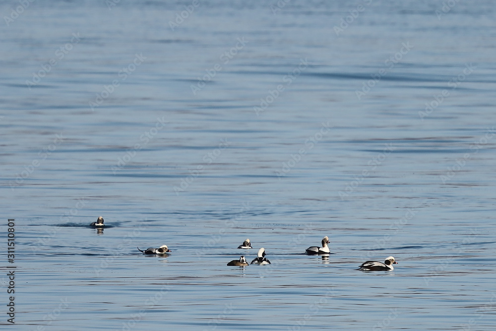 Long-tailed ducks flock (Clangula hyemalis), or oldsquaw duck swimming on calm blue sea water. Group of wild seabirds in winter plumage. Long-tailed ducks flock (Clangula hyemalis), or oldsquaw duck swimming on calm blue sea water. Group of wild seabirds in winter plumage.