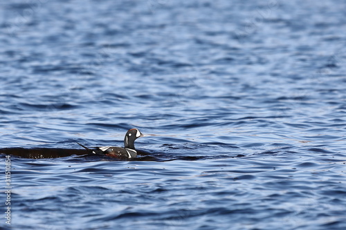 Duck swimming in blue sea water. Wild Harlequin duck (Histrionicus histrionicus) in natural habitat. Colorful drake moving on sea surface closeup.