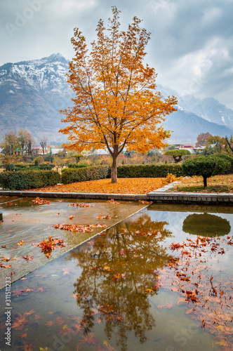 Reflections of a tree with autumn colours in water. Mountains with snow in background. Moody sky.