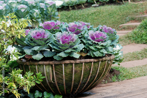 flowers in a pot