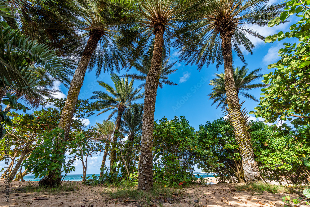 Palm trees towering over vegetation at Sunset Beach on Oahu, Hawaii