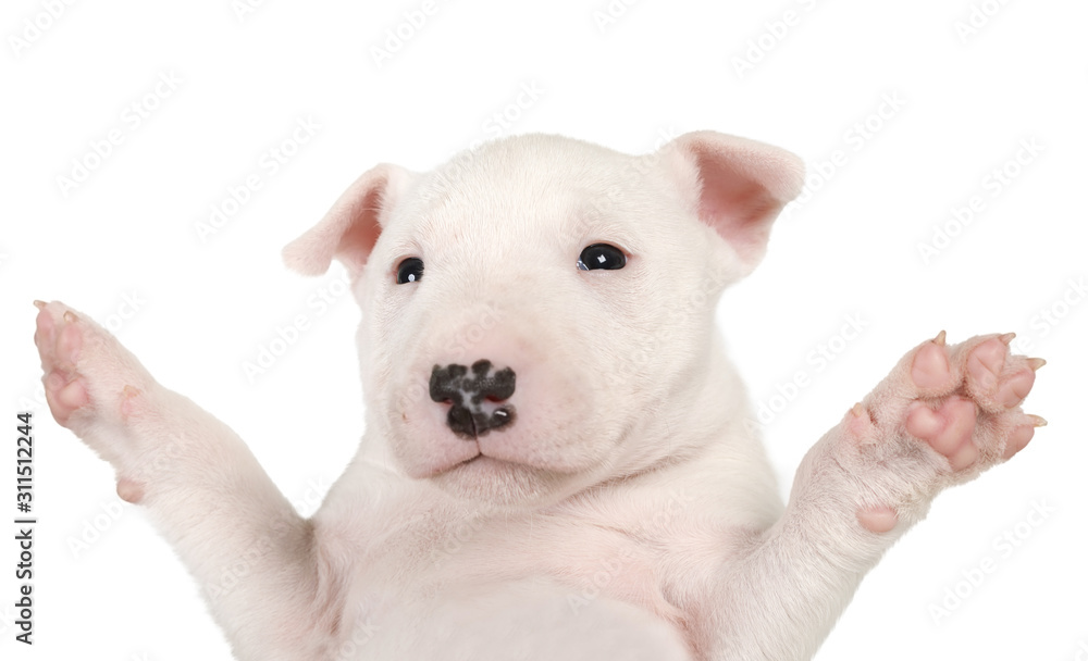 Portrait of a Miniature Bull Terrier puppy with paws raised up