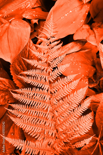 fern leaf with orange toned red lush lava color photo