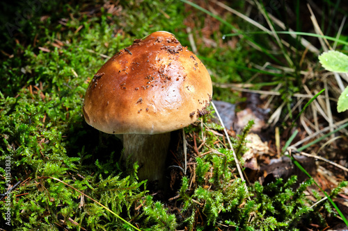 A beautiful white mushroom growing in a forest surrounded by green grass and moss.