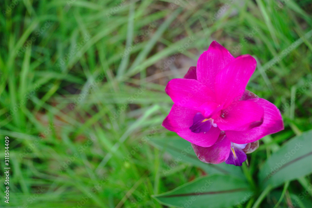 Kracheiw flower with blurry background. Kracheiw flower with blurry background.