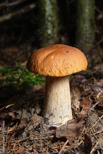 one porcini mushroom growing in a forest surrounded by green grass and moss.