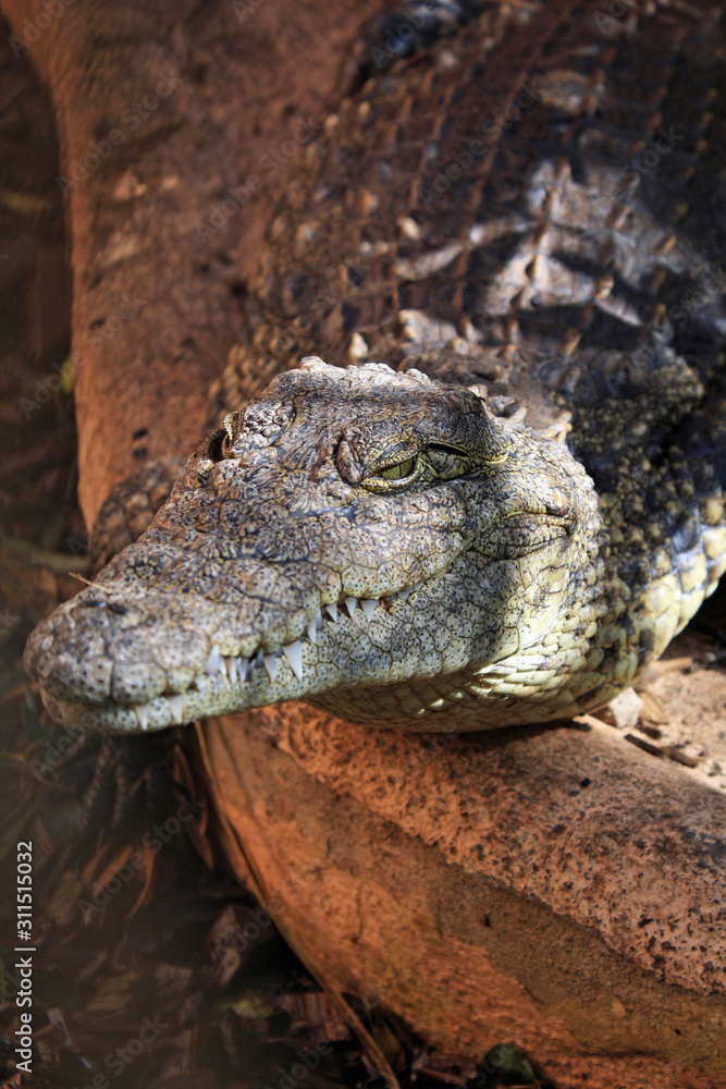 Mississippi-Alligator