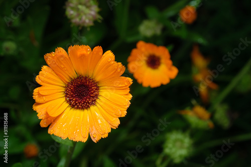 Argyranthemum frutescens yellow after rain with drops of water on the leaves.