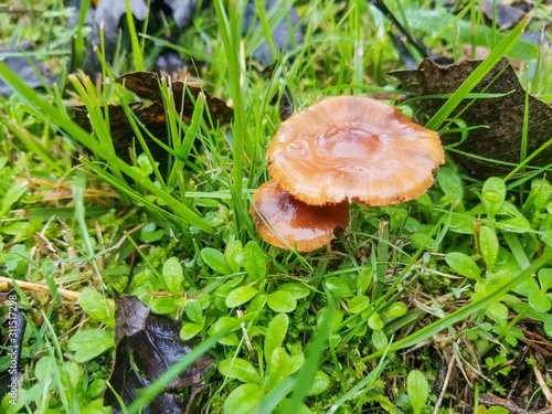 Common lacaria or deceiver mushroom photo