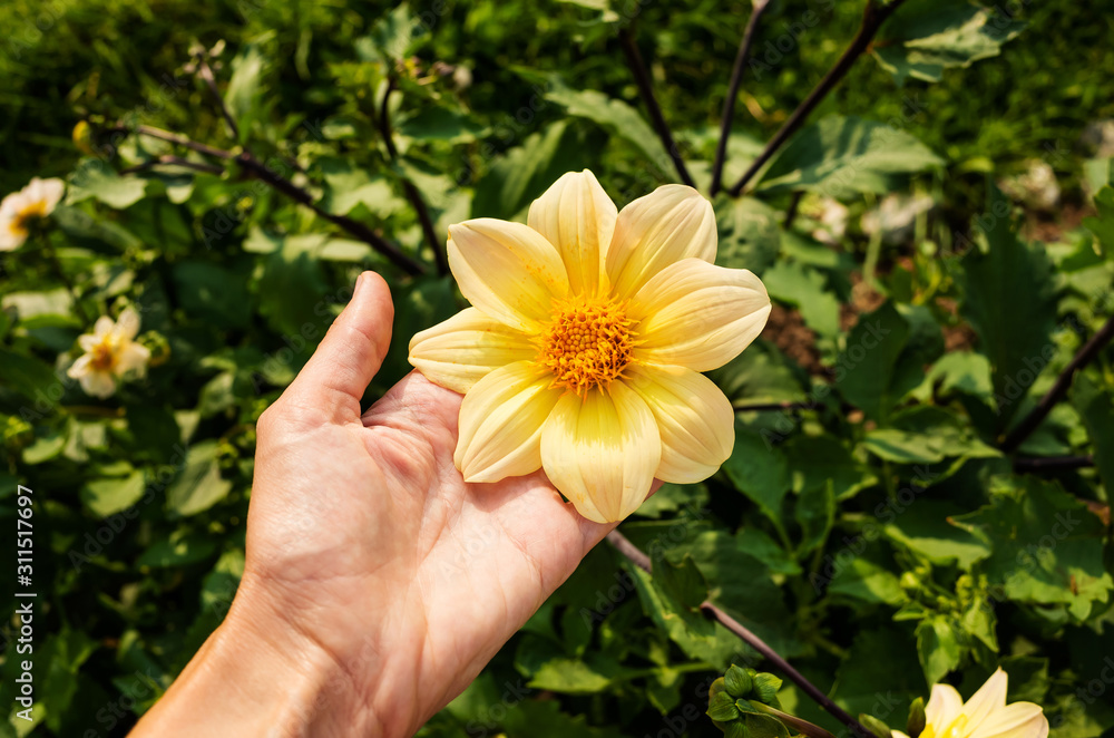 Yellow dahlia close-up. The flower is held by a female hand. Bright spring summer photo. The concept of flowering, the beauty of nature. Copyspace. Yellow dahlia close-up. The flower is held by a female hand. Bright spring summer photo. The concept of flowering, the beauty of nature. Copyspace.