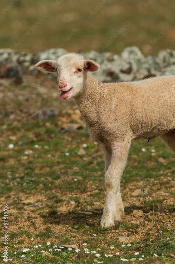 Naklejka premium Animales de granja