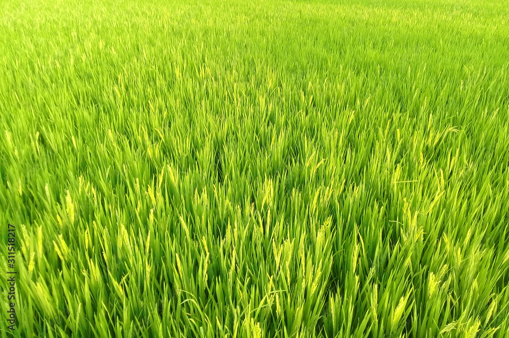 Natural rice field