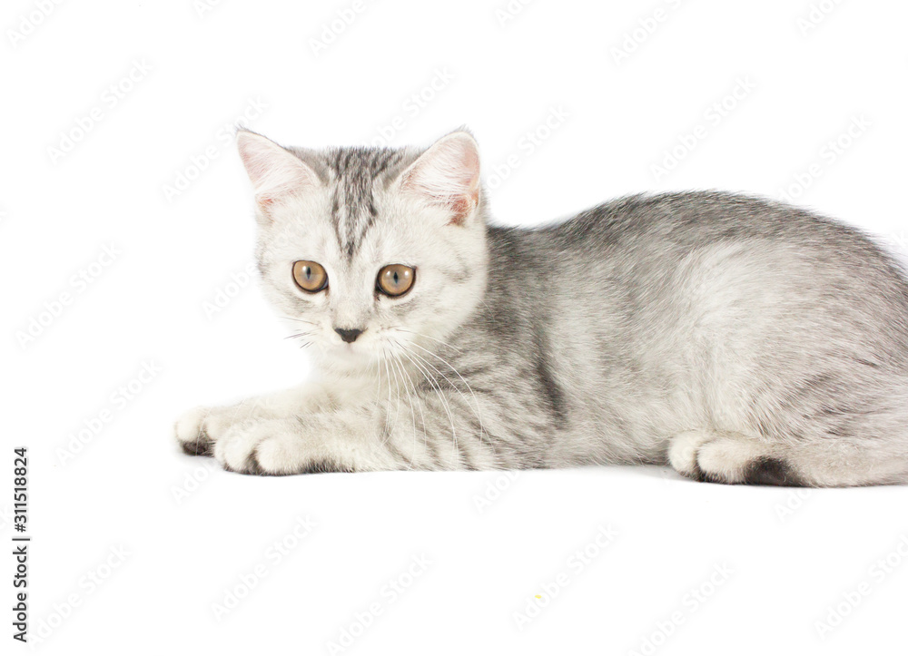 Obraz premium Portrait of gray persian kitten sitting and looking forward with curious of something strange on isolated white background.