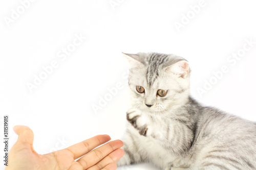Gray Persian tabby kitten try to touching hand of veterinarian that try to catch for test and give medicine.