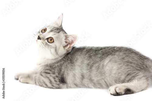 Portrait of gray persian kitten sitting and looking forward with curious of something strange on isolated white background.