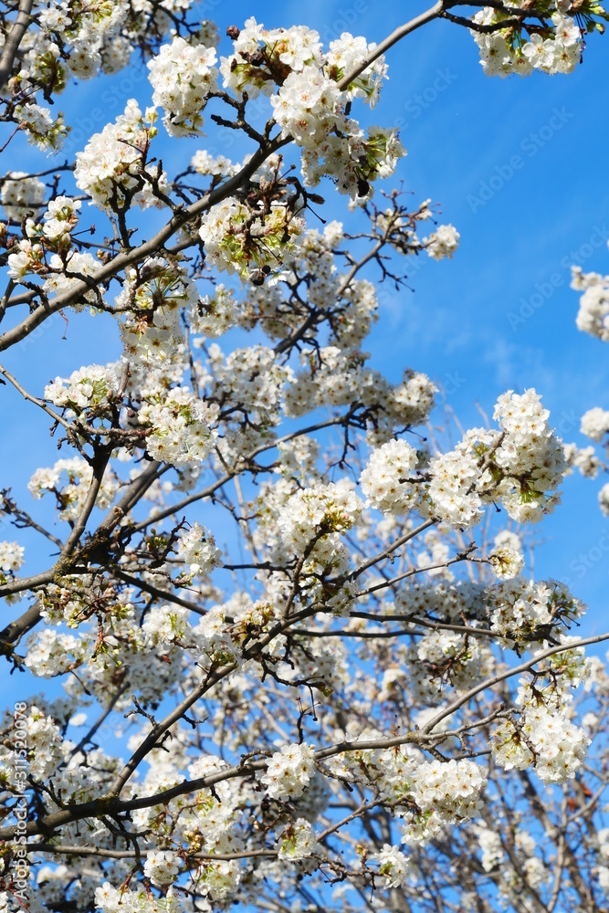 White cherry blossom super bloom in spring season CA ,USA White cherry blossom super bloom in spring season CA ,USA