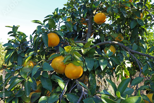 Orange trees in the garden