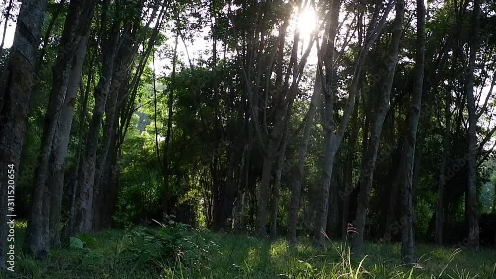 Sunrise in the dark forest, Flare light of sun shine through the tree Sunrise in the dark forest, Flare light of sun shine through the tree