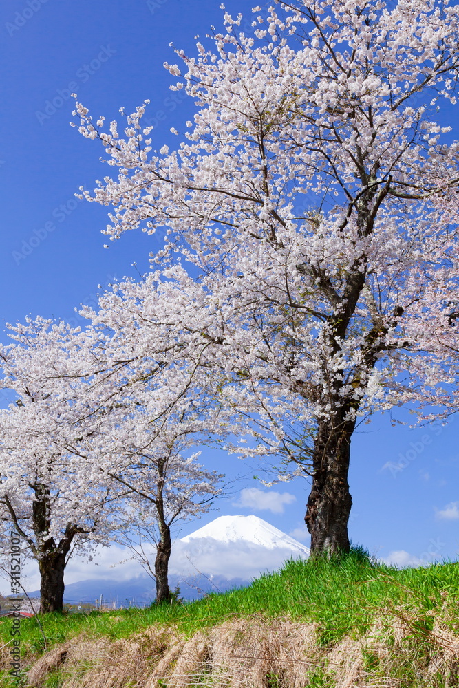 富士山と満開の桜、山梨県南都留郡忍野村にて
