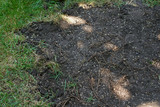 lawn regeneration - sowing new grass in place of the damaged one