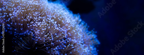 Fototapeta Naklejka Na Ścianę i Meble -  Yellow Toadstool Mushroom Leather Coral