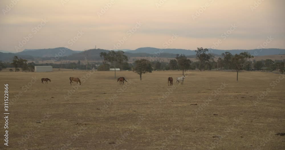 Purple and yellow sunset over farmland in Lochinvar, Huner Valley, NSW, Outback Australia featuring well-groomed horses in a bare paddock near wine country, Cessnock with mountains in the background Purple and yellow sunset over farmland in Lochinvar, Huner Valley, NSW, Outback Australia featuring well-groomed horses in a bare paddock near wine country, Cessnock with mountains in the background