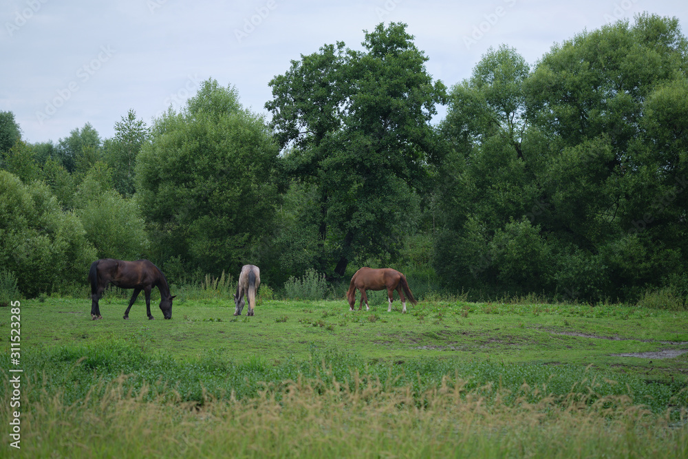 horses grazing in a green meadow on a background of trees on a cloudy day.