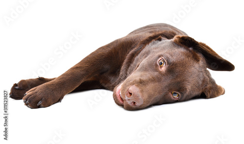 Lovely Labrador puppy lying isolated on a white background