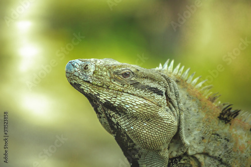 Iguanas sunbath closeup