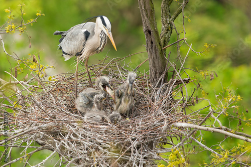 Grey heron in the natural environment, tree, nest, young, habitat, wildlife, Europe, Ardea cinerea