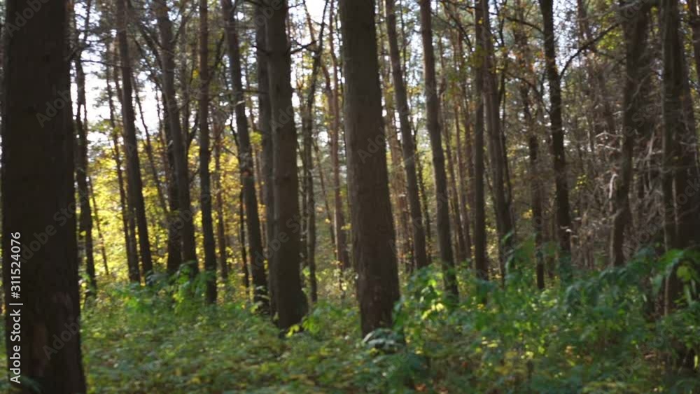 beautiful tranquil autumn park with high trees and green bushes at bight sunlight on nice day slow motion beautiful tranquil autumn park with high trees and green bushes at bight sunlight on nice day slow motion