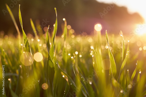 Rays of the sun through green grass in a field with clouds in the sky.
