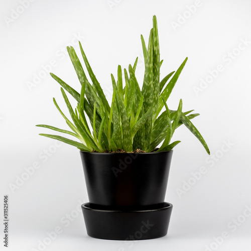 Natural green Aloe vera succulents cactus in black stylish flowerpot isolated on white background