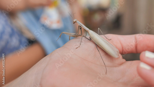 Children examine an insect mantis on a hand. photo