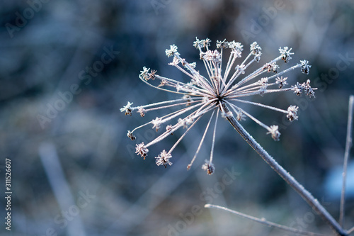 plant covered with hoarfrost on a winter day.
