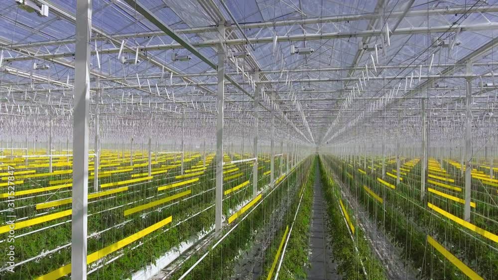 Green tomatoes plants growing in greenhouse, agriculture and farming concept. Green tomatoes plants growing in greenhouse, agriculture and farming concept.