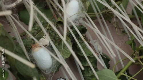 sericulture, detail of silkworm cocoons
