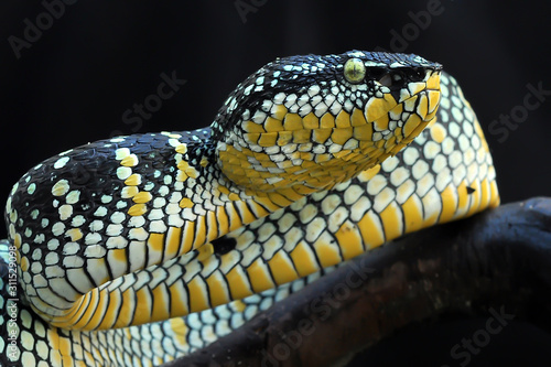 Canvas Print Tropidolaemus wagleri Bandotan temple is a type of poisonous tree snake from the Crotalinae tribe