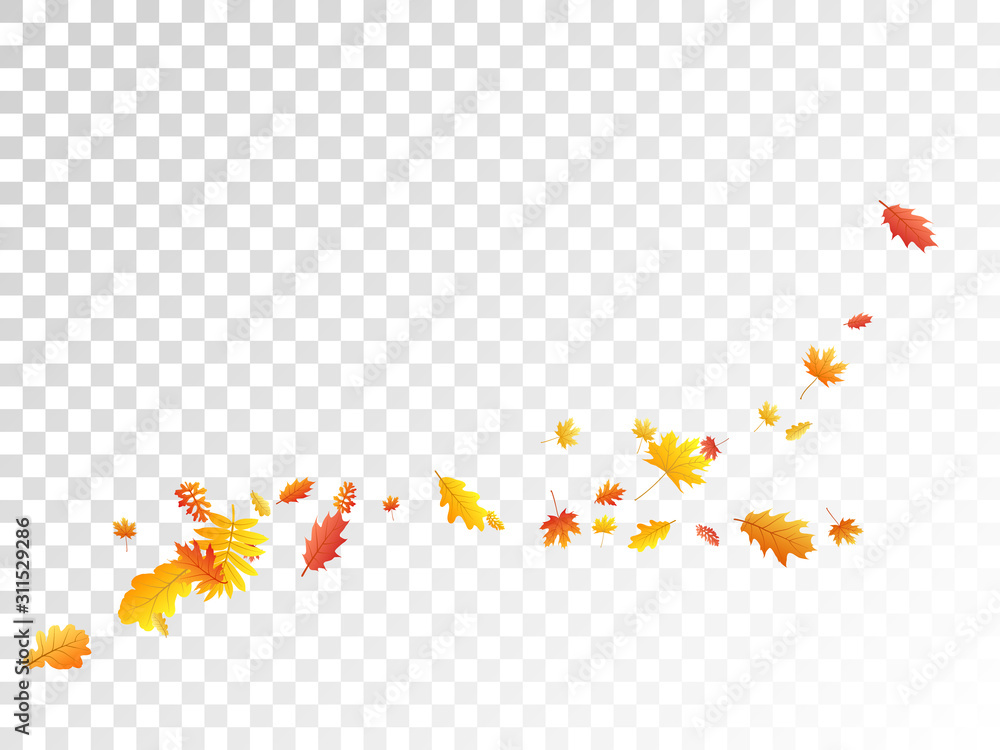 Oak, maple, wild ash rowan leaves vector, autumn foliage on transparent background. Oak, maple, wild ash rowan leaves vector, autumn foliage on transparent background.