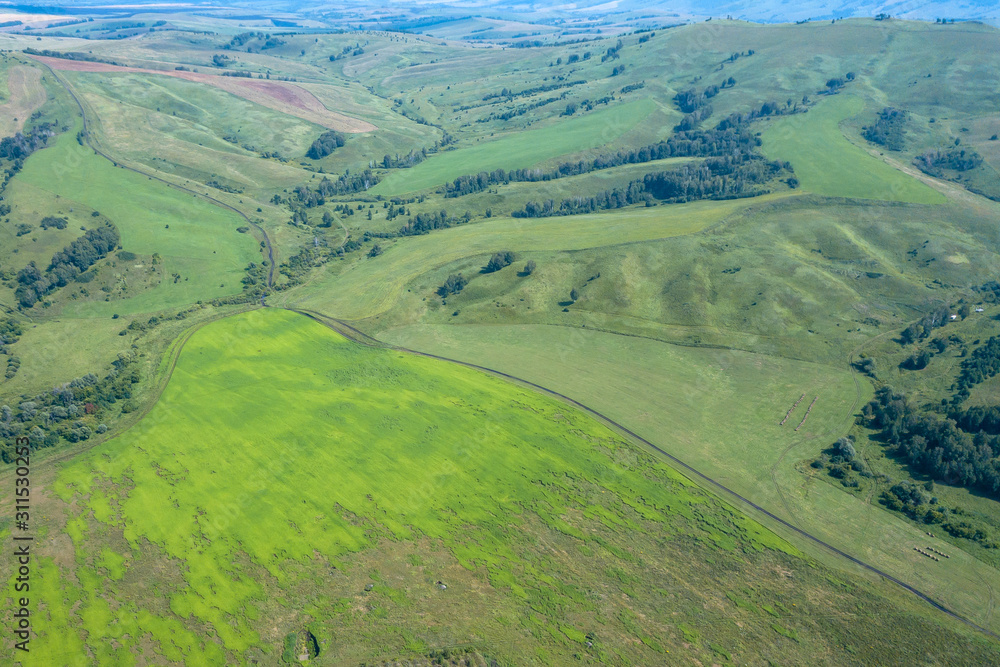 Aerial view of the meadow and field with green grass and trees on a summer sunny day. Nature and agriculture.