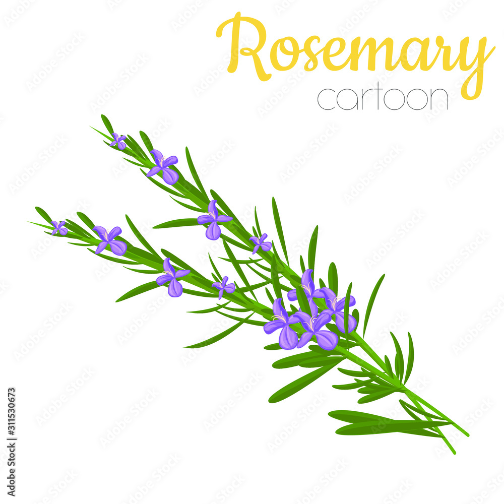 Rosemary flower isolated vector illustration, cartoon style colored
