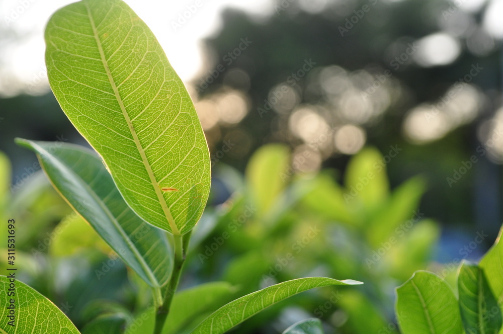 Obraz premium green leaves of tree.