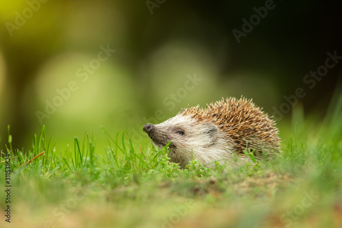 European hedgehog in the natural environment, close up, wildlife, Erinaceus roumanicus, Erinaceus europaeus